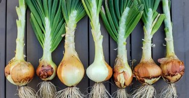 Цибуля за 500 гривень. На Філіппінах звичайна цибуля перетворилася на найдефіцитніший товар