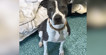 Дождалась чуда: собака после трех лет в приюте наконец нашла дом (видео)