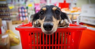 Могут укусить или гоняться за детьми: три породы, которых лучше не заводить семьям