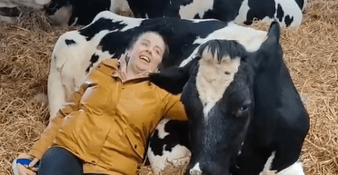 Объятия с коровами за 50 фунтов: в Британии придумали новый вид борьбы со стрессом (видео)