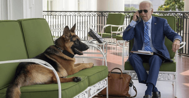 Стає агресивною: собака Байдена 24 рази нападала на співробітників Секретної служби