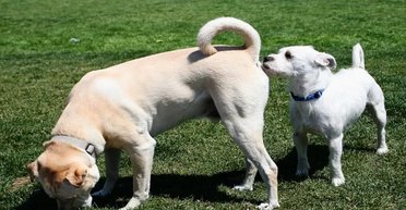 Прихований шифр: навіщо собаки та кішки обнюхують під хвостами у своїх родичів