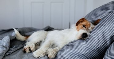 Відповідь неочікувана: фахівець розповів, скільки має спати собака