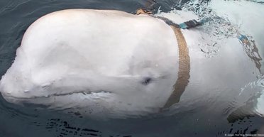 Работал на разведку РФ: в Норвегии неизвестные застрелили кита, который сбежал из российского плена