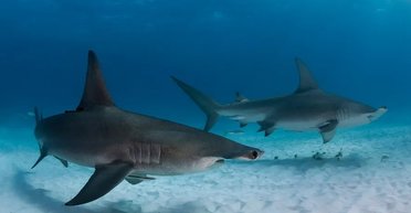 Синяя акула и акула-молот: морские хищники атакуют популярные курорты (видео)