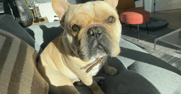 Из первого класса в эконом: мужчина судится с авиакомпанией, потому что пес умер после пересадки