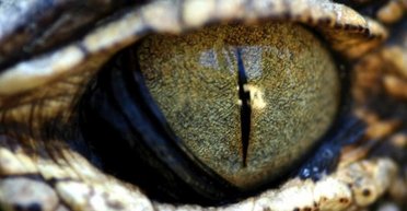 Спасибі, що вимерли. 10 жахливих звірів, які жили на древній Землі