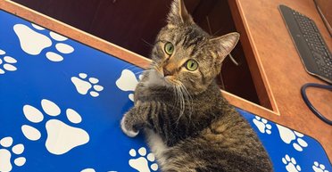 "Разбросала конечности в стороны, как паук": в Канаде нашли кошку с шестью лапами