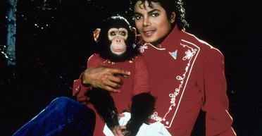 Любуется живописью и слушает классику: обезьяна поп-звезды Майкла Джексона "ушла на пенсию" (фото)