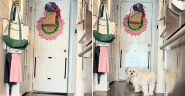 Що роблять собаки, коли господарка йде з дому: прихована камера показала правду (відео)