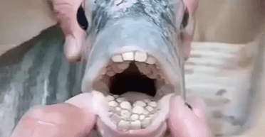 Риба з "людськими зубами" приголомшила сім'ю, яка збиралася її з'їсти (відео)