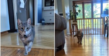 Женщина прицепила микрофон к своей своенравной кошке: результат поразил сеть (видео)