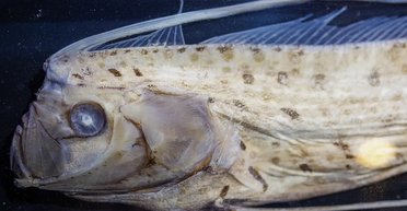 Риба Судного дня: що це за довга морська істота і чому її боялися люди (відео)