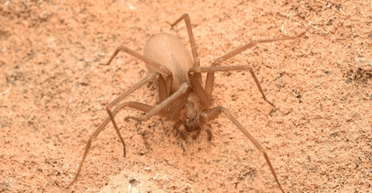 Семья годами жила в доме с тысячами пауков: у ученых нет объяснения этому явлению