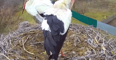 Одарка больше не с Грицьком: что произошло у знаменитого семейства аистов с Полтавщины