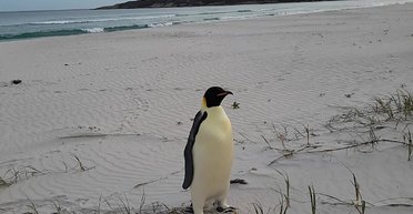 Преодолел более 3400 км: пингвин из Антарктики доплыл до Австралии в поисках невесты