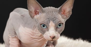 Мужчина споткнулся через кота и получил травмы, как после автокатастрофы (фото)