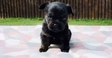 Жінка показала, що виросло з "чистокровного" французького бульдога за 700 євро (фото)