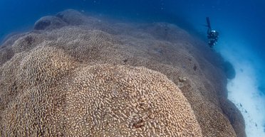 Тисячі років тому щось знищило корали в океані: їх не було 1000 років, а потім вони повернулися