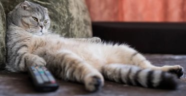 Чому коти сплять на клавіатурі: експерт назвала цікаву особливість поведінки тварин