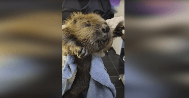 Школярі на Київщині врятували бобра, якого ледь не вполювали браконьєри (фото, відео)