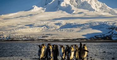 Живут только пингвины: новые пошлины Трампа касаются нескольких почти необитаемых островов