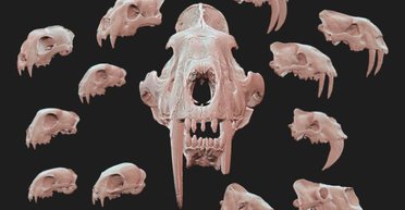 Эволюционировали, чтобы вымереть: ученые узнали правду о развитии саблезубости