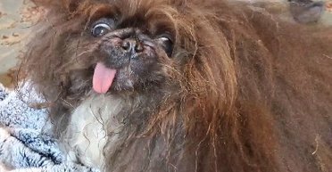 У США обрали найпотворнішого собаку у світі (фото, відео)