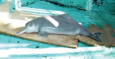 Перше в історії вимирання китоподібних з вини людини: останній із них помер на самоті