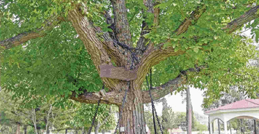 Намагалося втекти: п'яний офіцер заарештував і закував у ланцюги величезне дерево (відео)