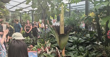 Пахнет дохлым опоссумом: знаменитый вонючий цветок в Австралии привлек толпы зрителей