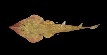 Прятались от исследователей: кого нашли ученые в глубинах Мирового океана (фото)