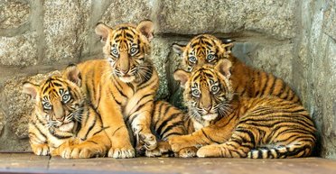 8 кг радости: зоопарк раскрыл тайну пары тигров, родивших детенышей (фото, видео)