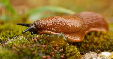 Злодей, который терроризировал семью в Германии звонками в дверь, оказался слизняком