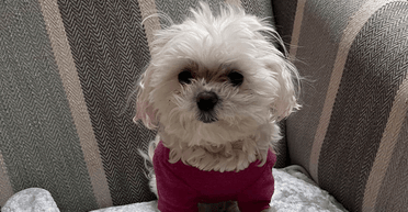 Чоловік відмовився приспати хворе цуценя: що сталося з ним через 8 років (фото)