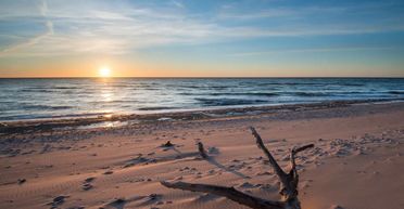 На пляж викинулась загадкова морська істота: у мережі пишуть, що це динозавр (фото)
