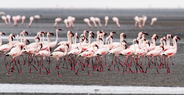 Такого раньше не было: в европейской стране стаи фламинго атакуют рисовые поля, фермеры в отчаянии