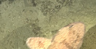 Учені вперше побачили живою в дикій природі невловиму глибоководну котячу акулу (відео)