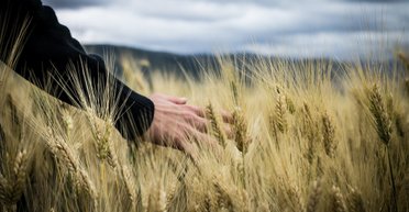 Пшеница-мутант может давать в три раза больше урожая: исследование