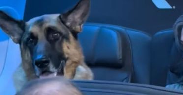 "Відчула себе ніким": жінка у літаку позаздрила собаці, який сидів в першому класі (відео)