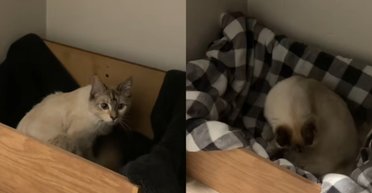 Господиня не розуміла, що відбувається з кішкою: через години на неї чекав сюрприз (відео)