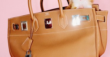 Собака Демі Мур знявся в сумці Birkin для журналу Vogue (фото, відео)