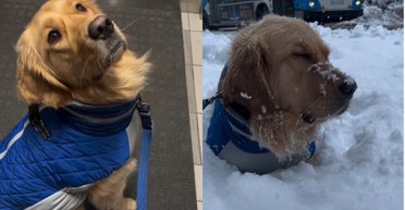 Неприкрытая радость: пес пережил "эпический взрыв счастья" от первого снега (видео)