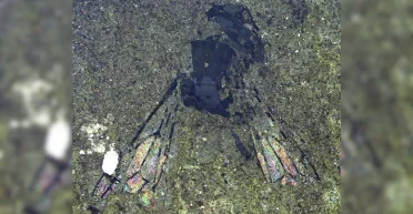 Не похожа на современных: в Новой Зеландии обнаружили окаменелую пчелу возрастом более 14 млн лет