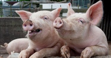 Ученые утверждают, что искусственный интеллект способен помочь понимать язык свиней