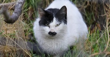 Есть свои минусы: топ пород кошек, которые лучше не заводить дома (фото)