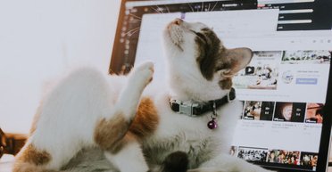 Несподіваний джампінг: у медцентрі ветеранів США стався збій у системі через стрибки кота