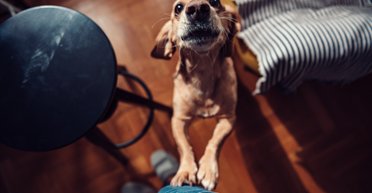 Як відучити собаку стрибати на гостей: перевірена порада від фахівця