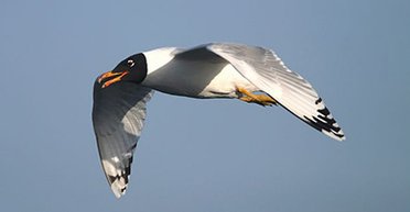 Занесений до Червоної книги: в Україні загинув дуже рідкісний птах, як це сталося (фото)