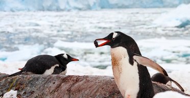 Путь к сердцу пингвина лежит через камушек: птицы ищут особенный, чтобы сделать предложение